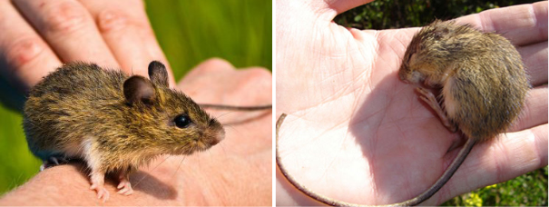 prebles meadow jumping mouse